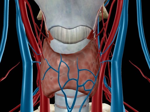 Thyroid Gland, in context.